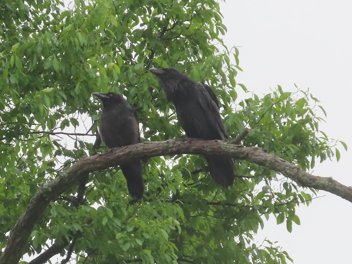 Common Raven - Ken Clark