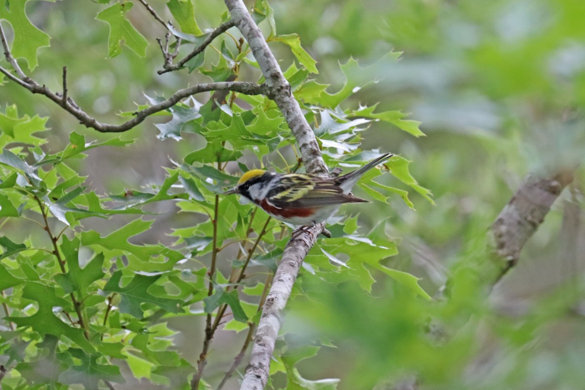 Chestnut-sided Warbler - ML618444891