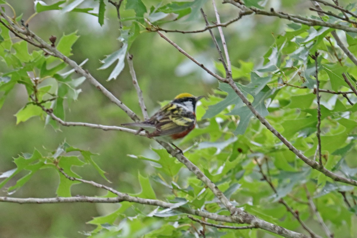 Chestnut-sided Warbler - ML618444892