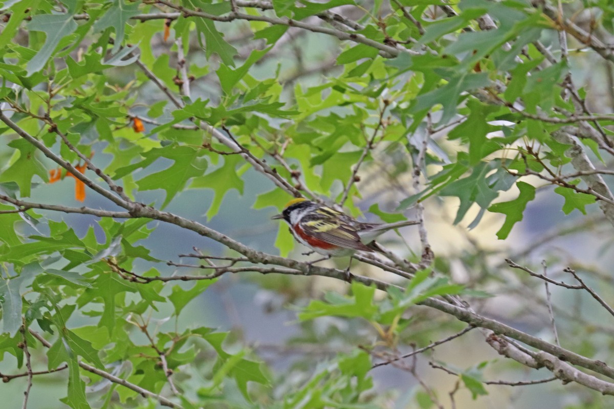 Chestnut-sided Warbler - ML618444893