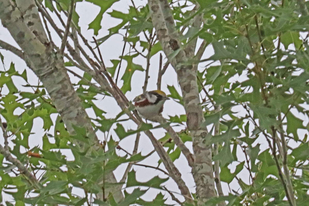 Chestnut-sided Warbler - ML618444894