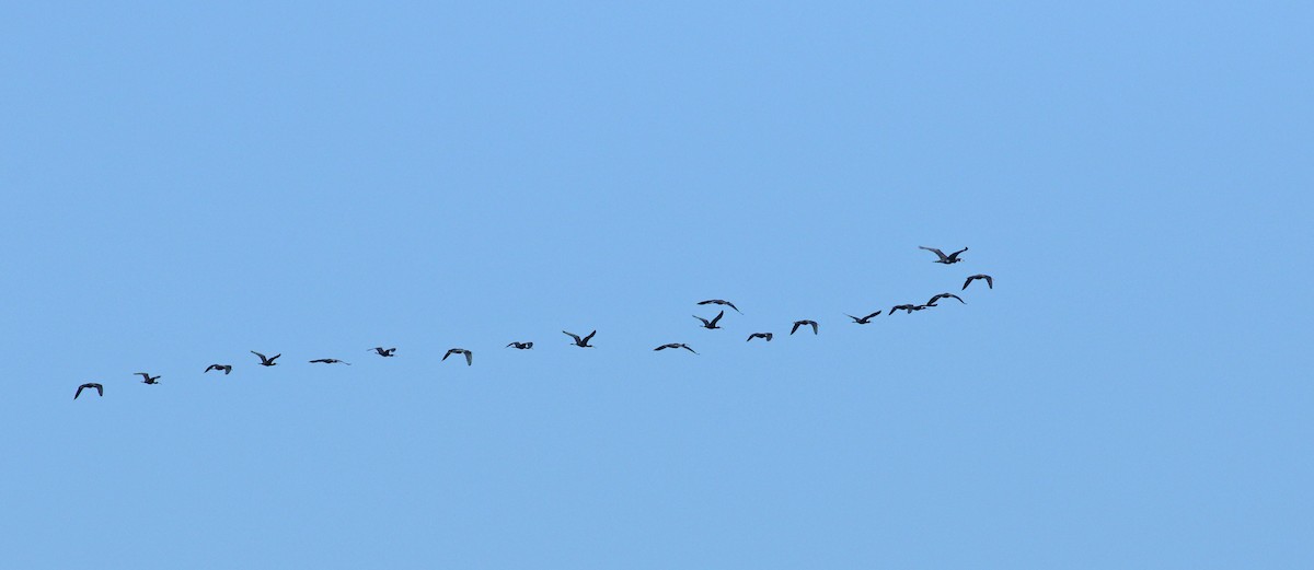 ibis hnědý - ML618444946