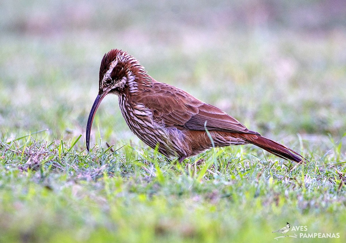 Scimitar-billed Woodcreeper - ML618444957