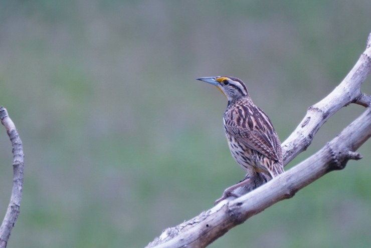 Eastern Meadowlark - ML618444965