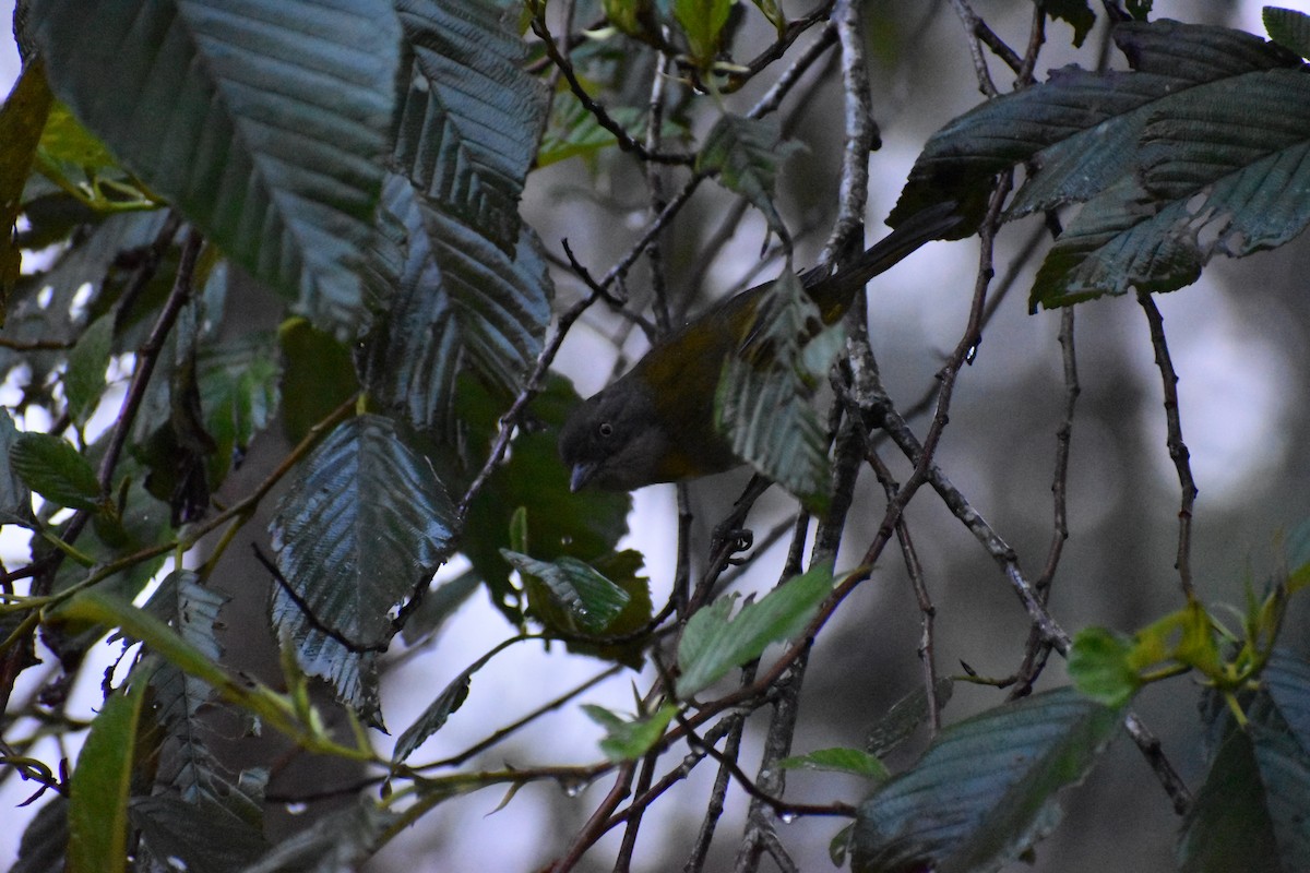 Common Chlorospingus (Northern Andes) - ML618444977