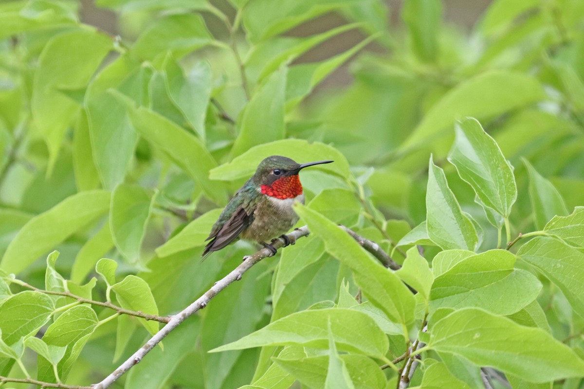 Рубиновогорлый колибри - ML618445001