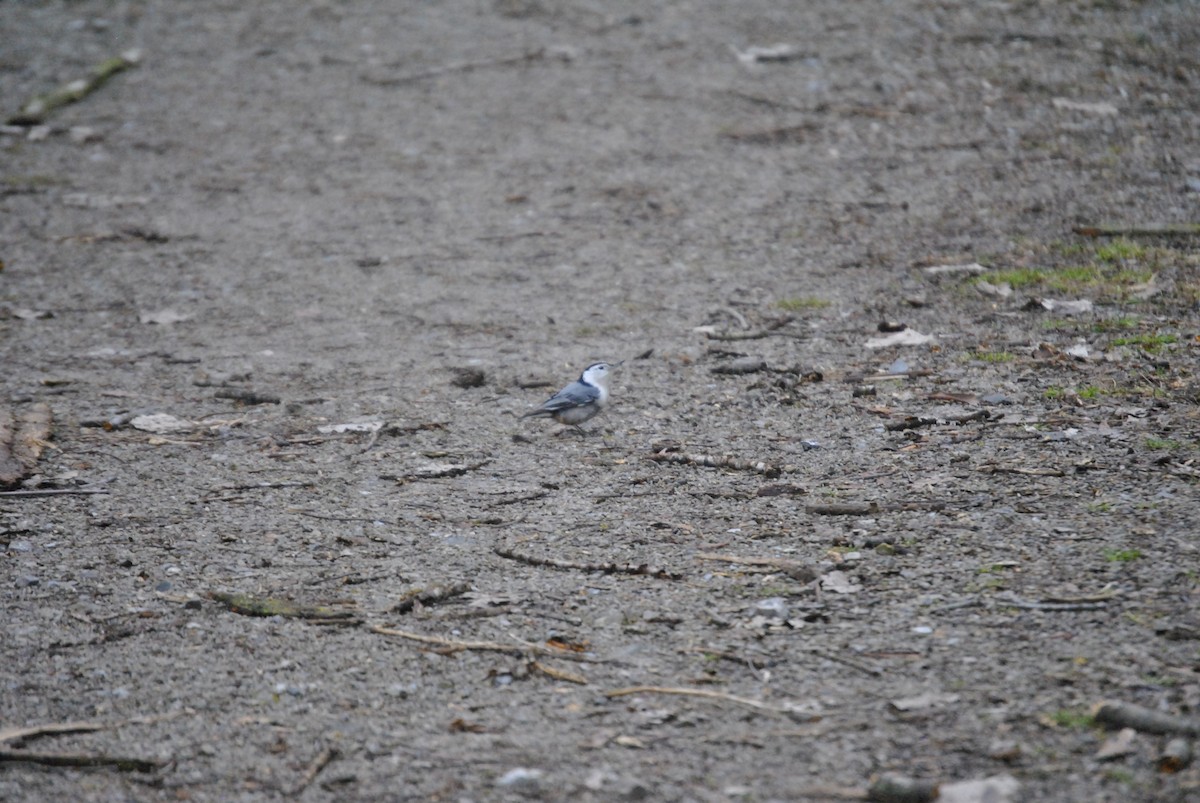 White-breasted Nuthatch - ML618445025