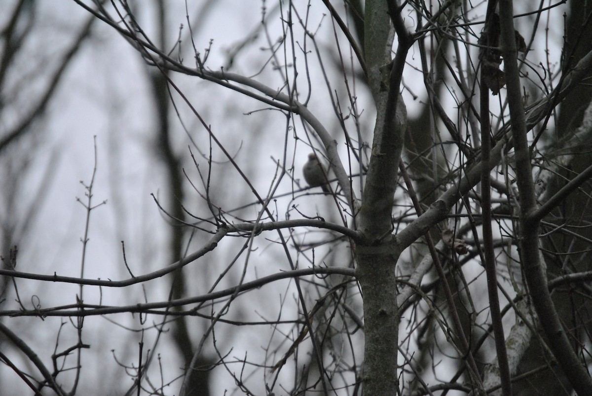 American Tree Sparrow - ML618445082