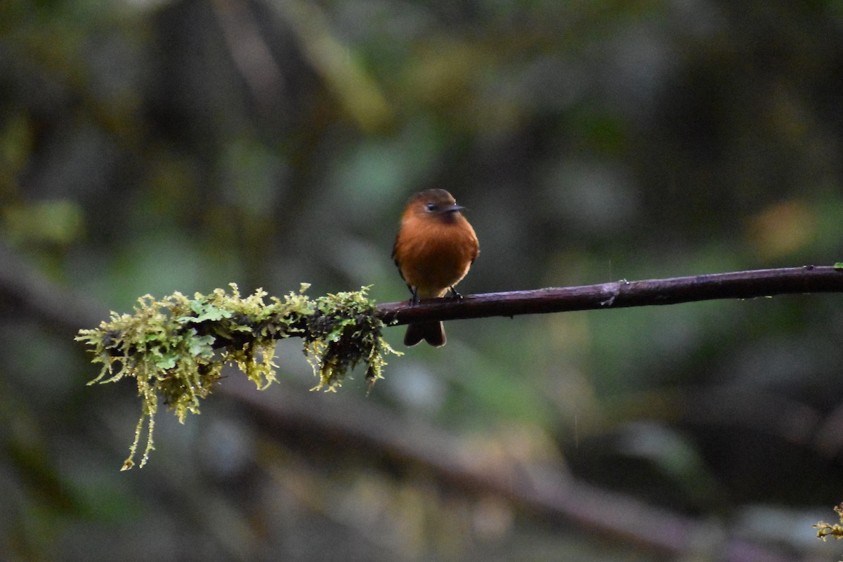 Cinnamon Flycatcher (Andean) - ML618445083