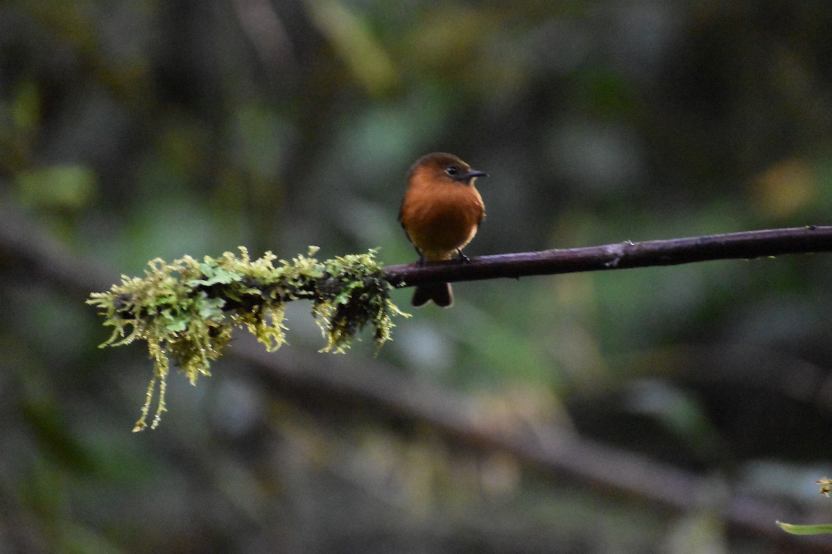 Cinnamon Flycatcher (Andean) - Dennis Anderson