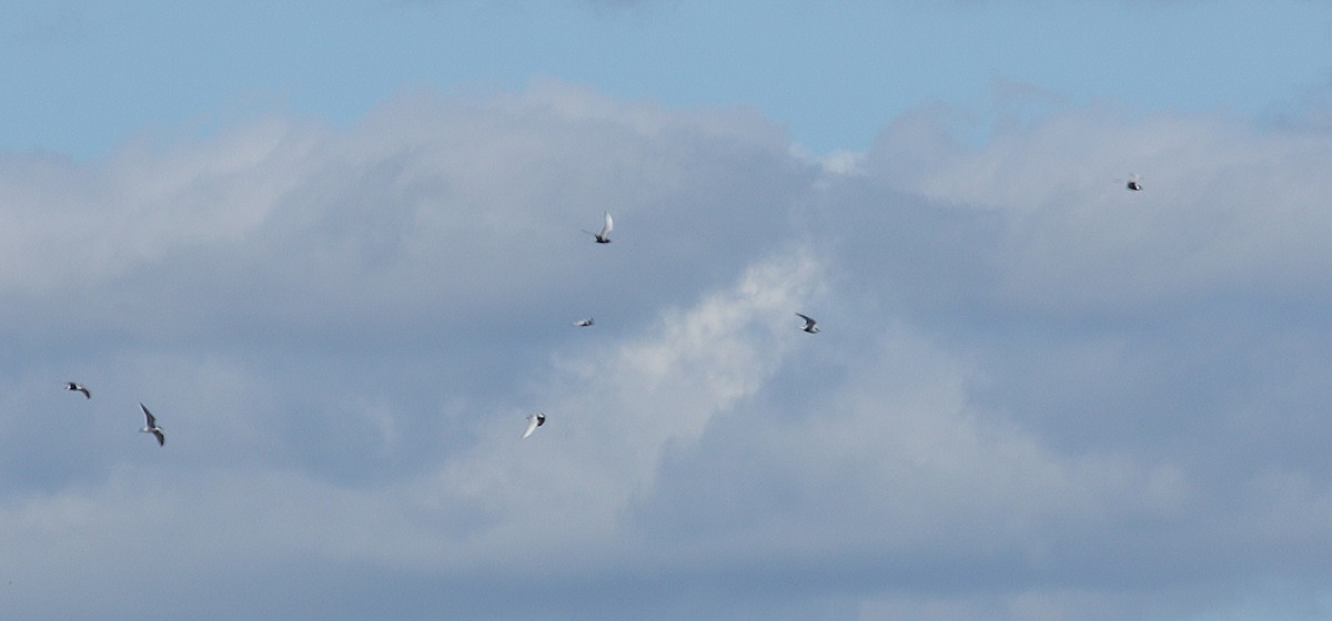 Whiskered Tern - ML618445093