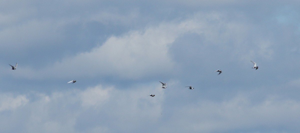 Whiskered Tern - ML618445094