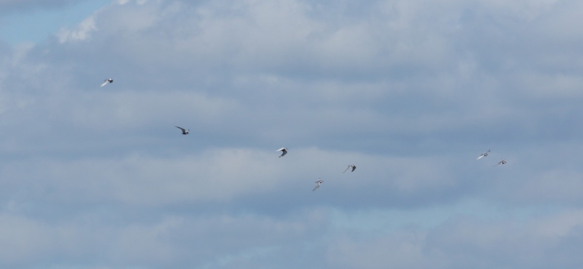 Whiskered Tern - ML618445095