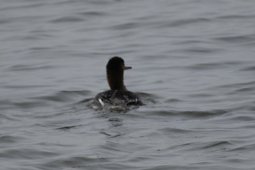 Red-breasted Merganser - ML618445100