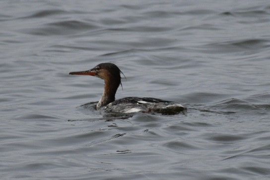 Red-breasted Merganser - ML618445101