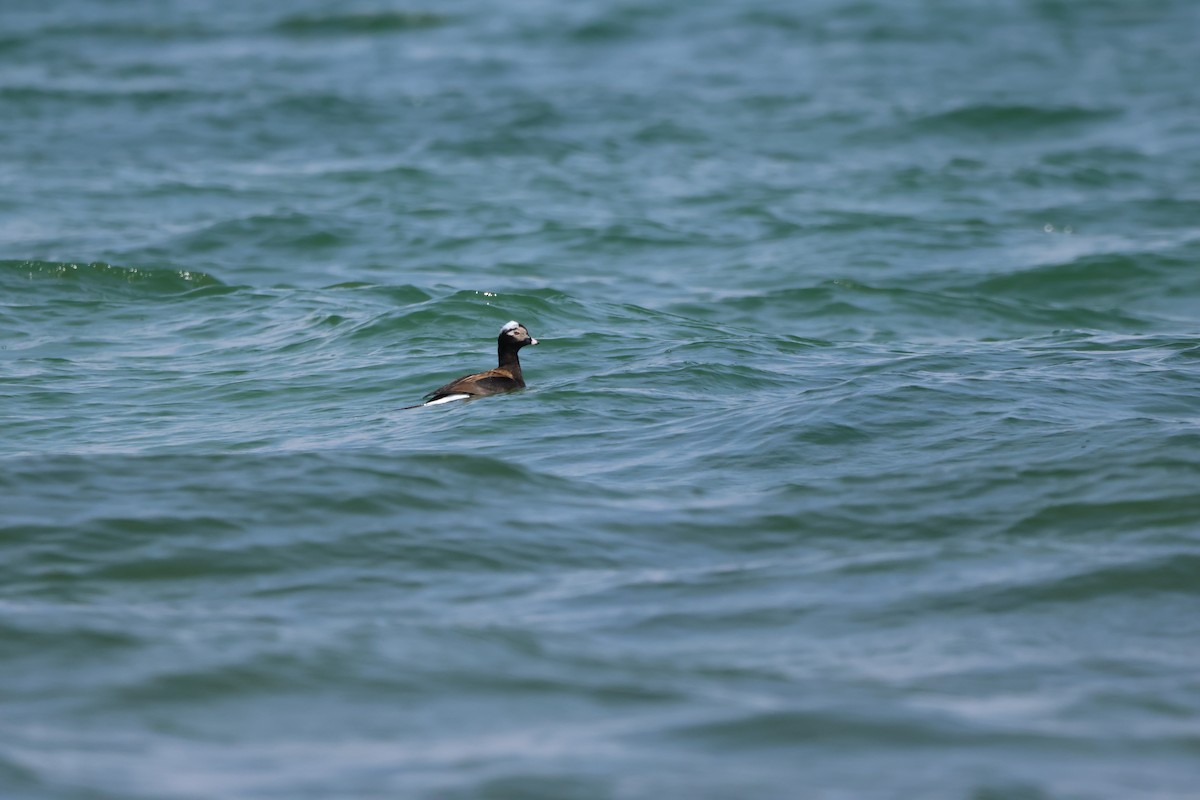 Long-tailed Duck - ML618445119