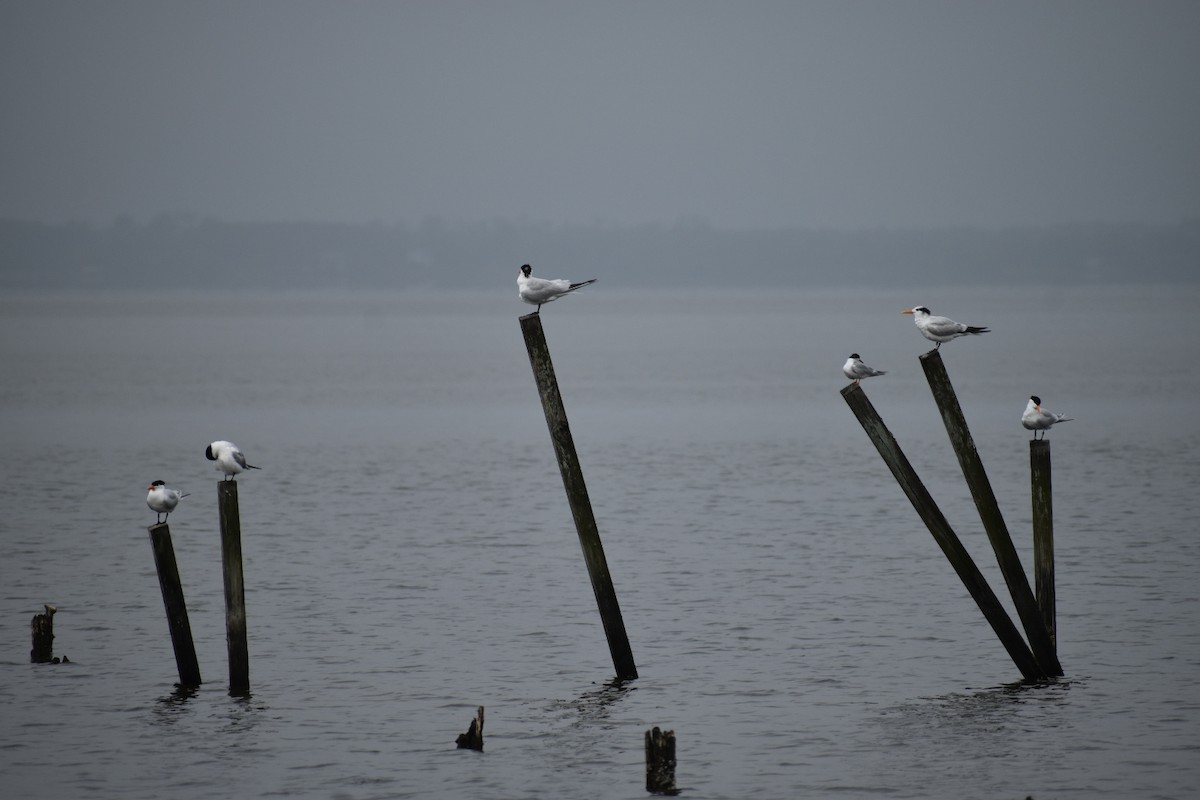 Royal Tern - Linda Wynott