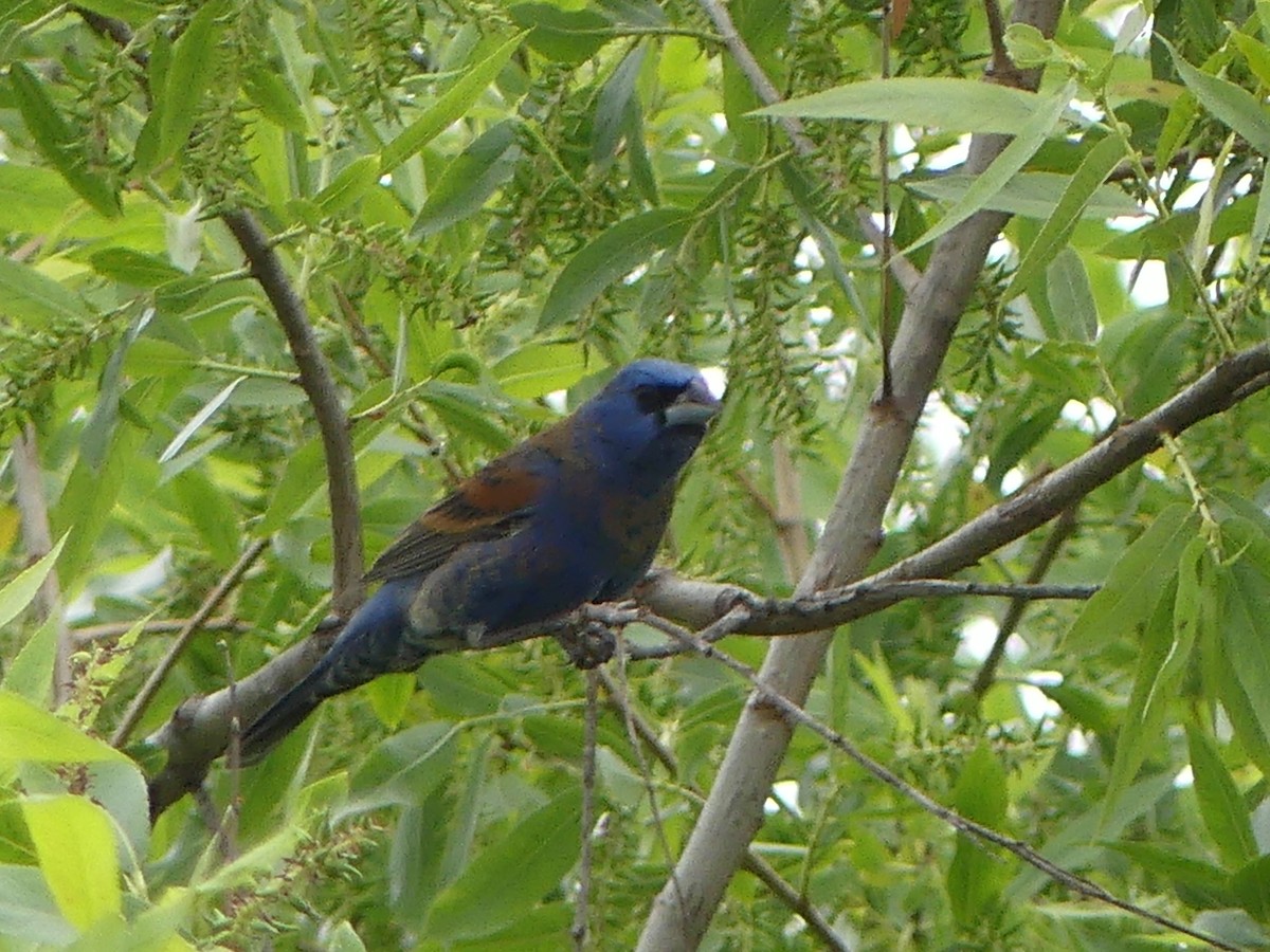 Blue Grosbeak - ML618445129