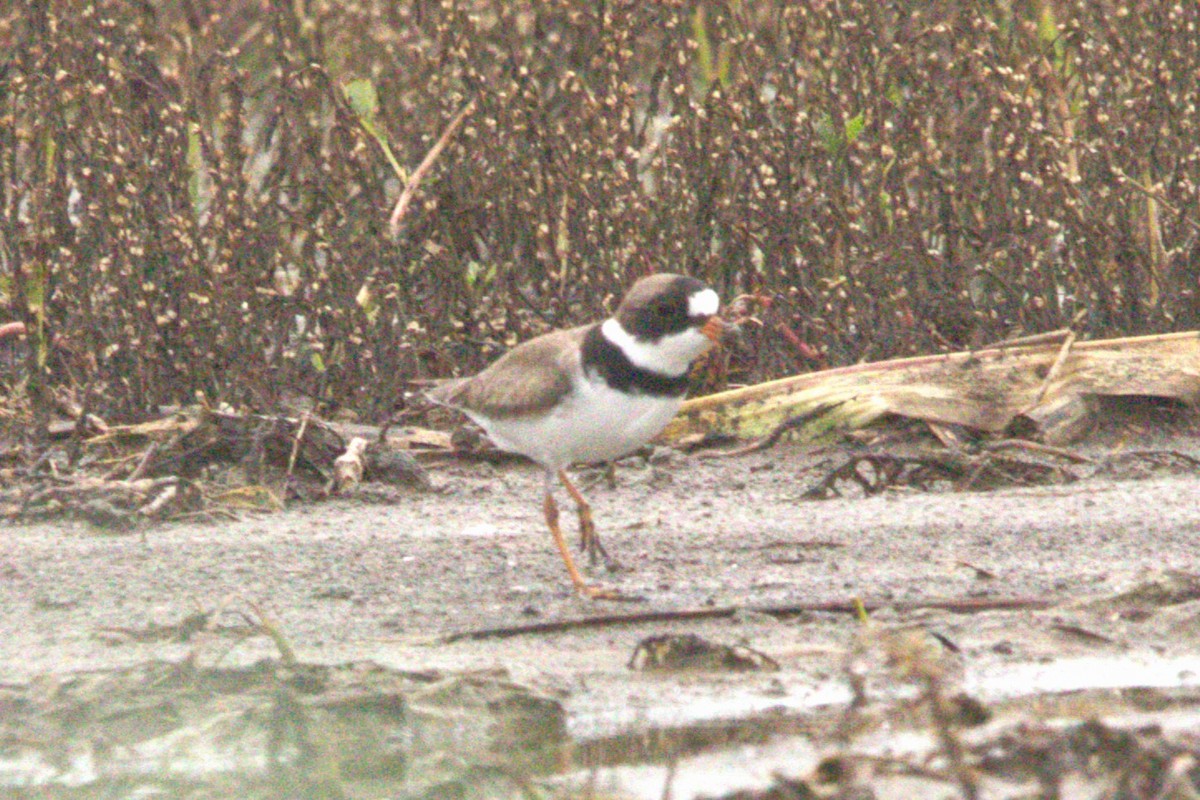 Semipalmated Plover - ML618445138