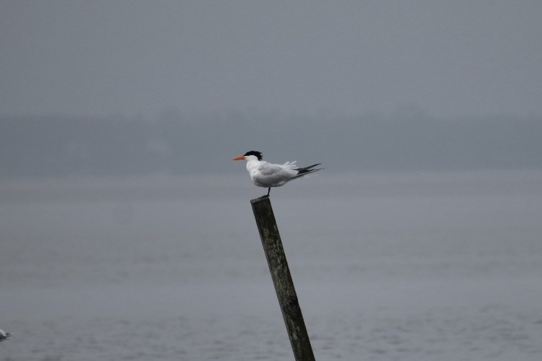 Royal Tern - ML618445176