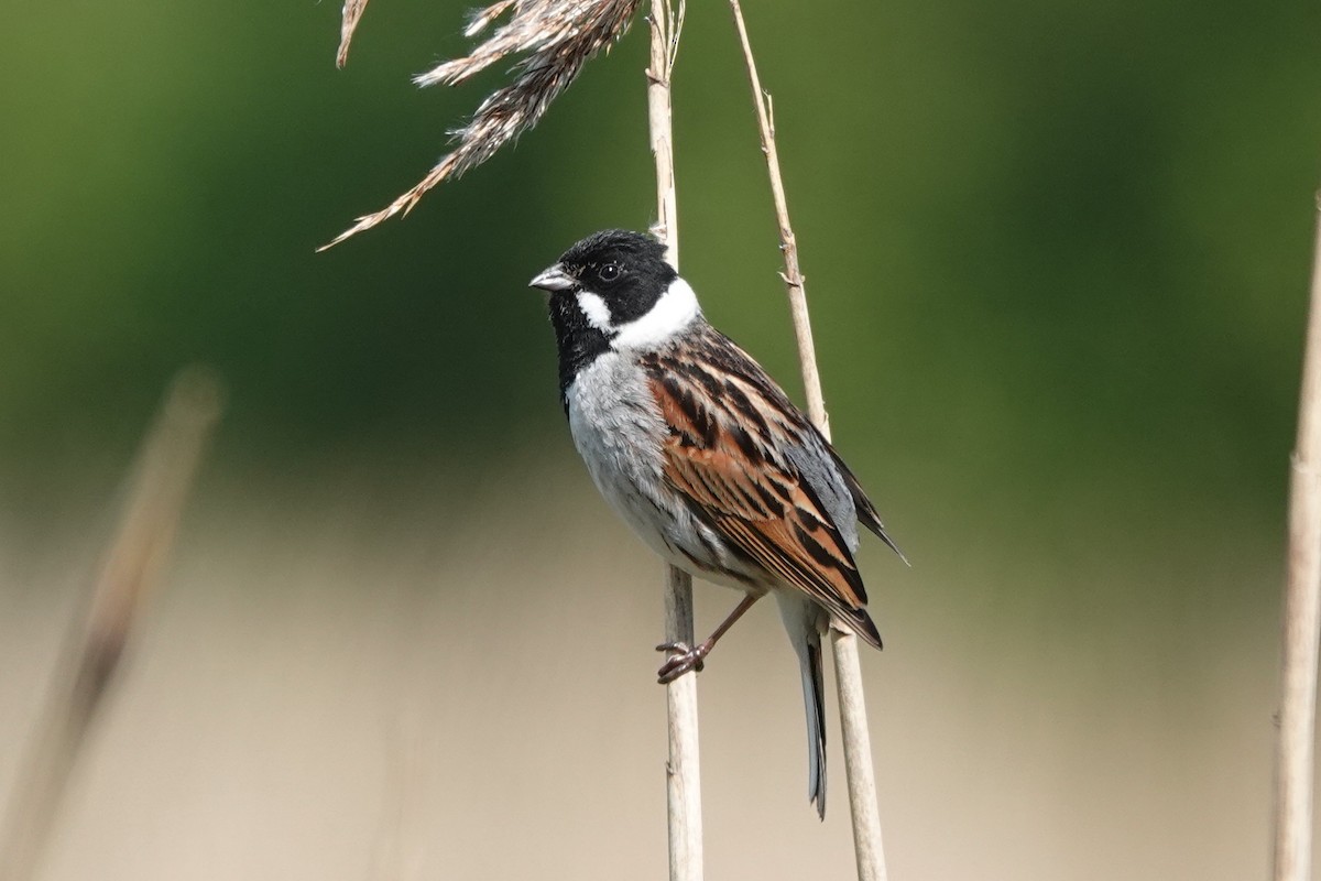 Reed Bunting - Roly Pitts