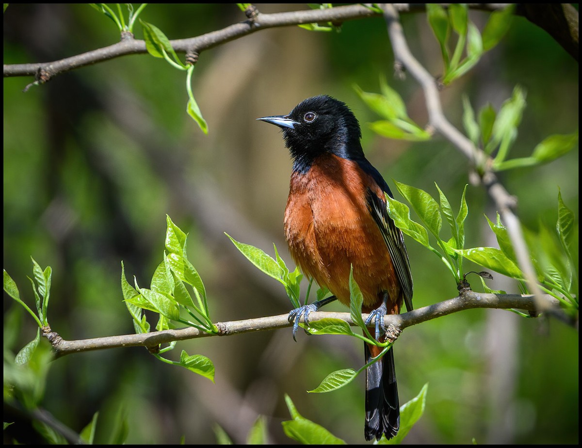 Orchard Oriole - Jim Emery