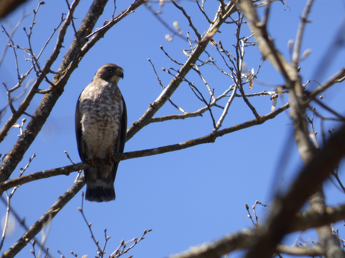 Broad-winged Hawk - ML618445189