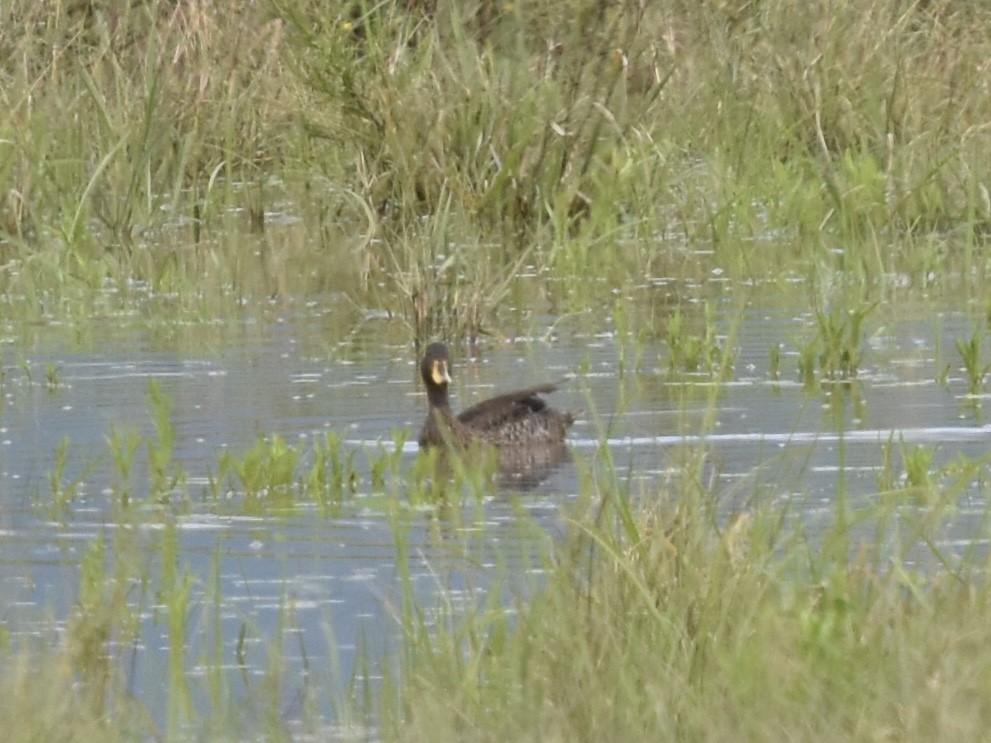 Yellow-billed Duck - ML618445195