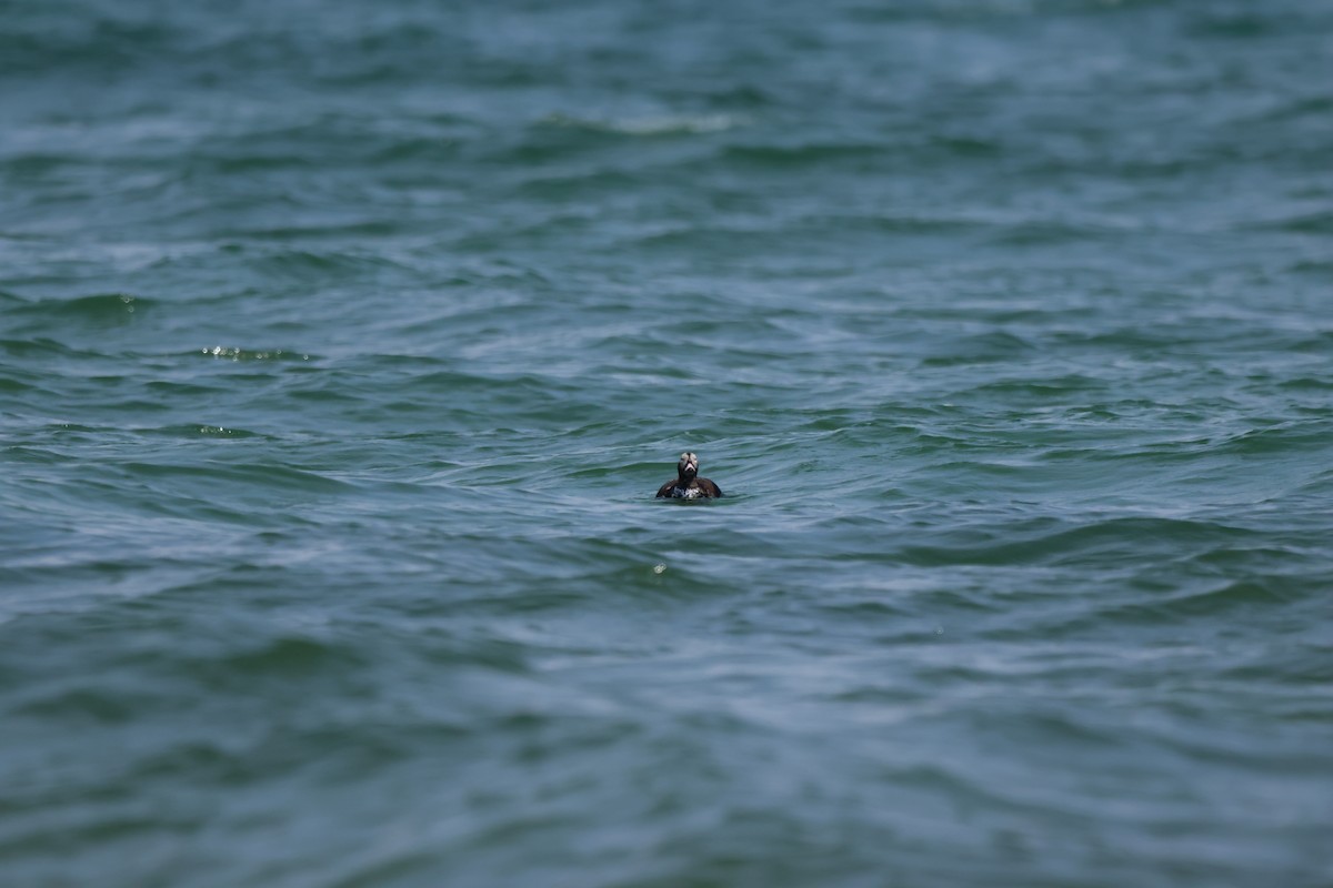 Long-tailed Duck - ML618445208