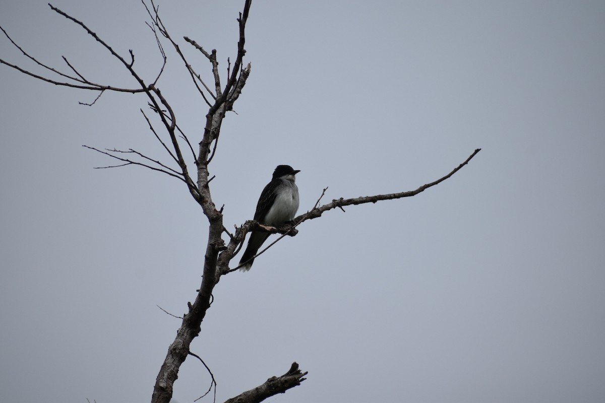 Eastern Kingbird - ML618445225