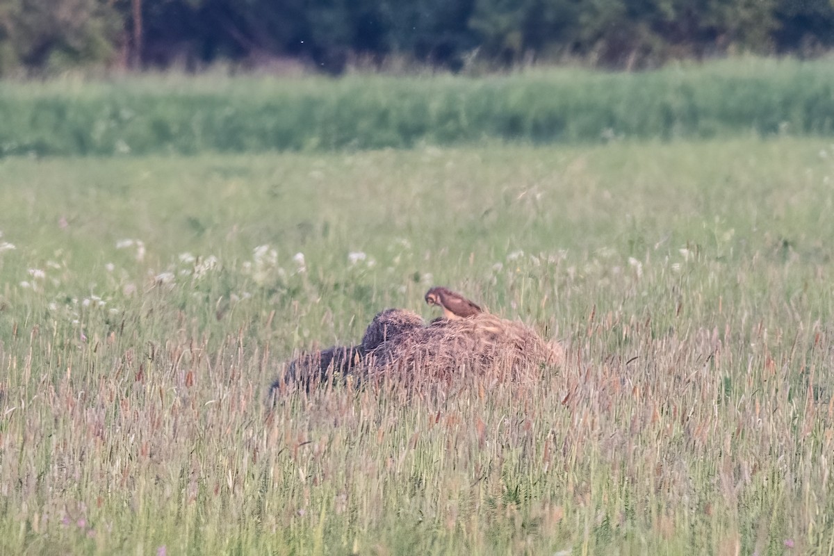 Pallid Harrier - ML618445236