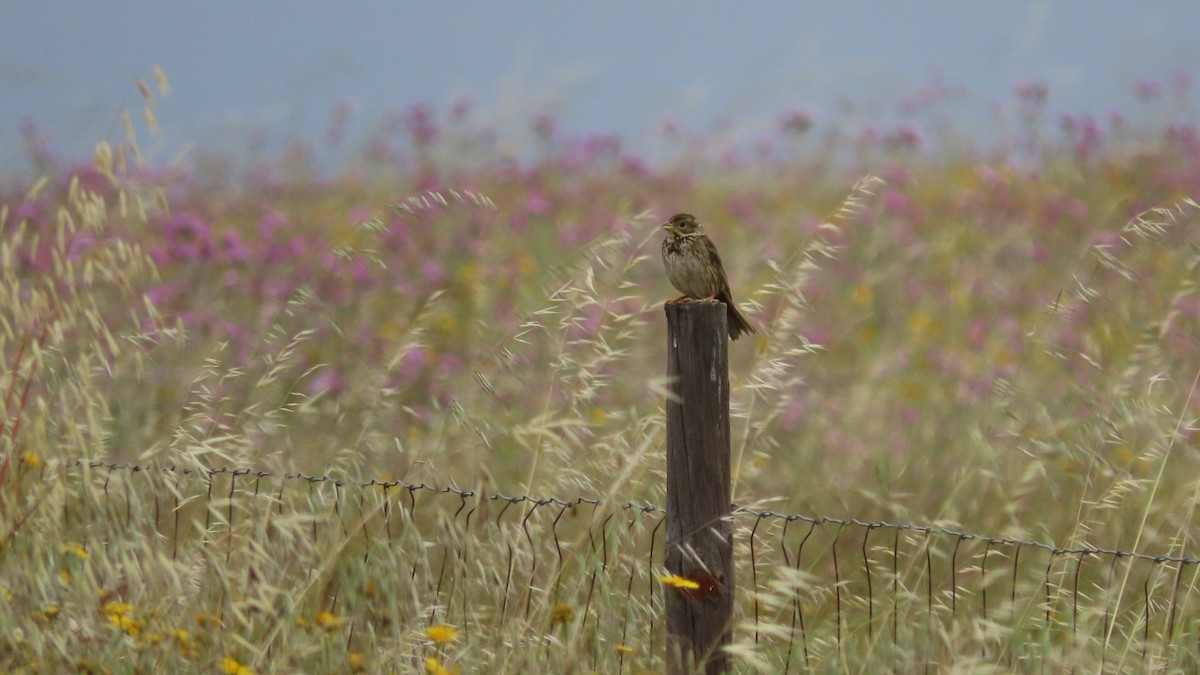 Corn Bunting - Luís Custódia