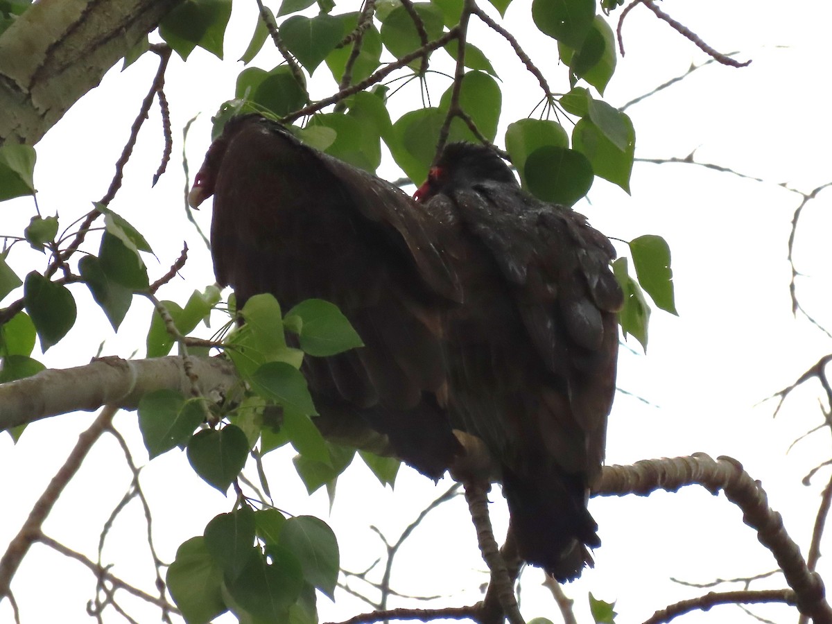 Turkey Vulture - Deborah Essman