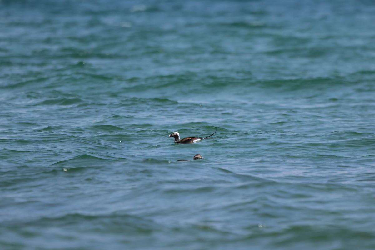 Long-tailed Duck - ML618445258