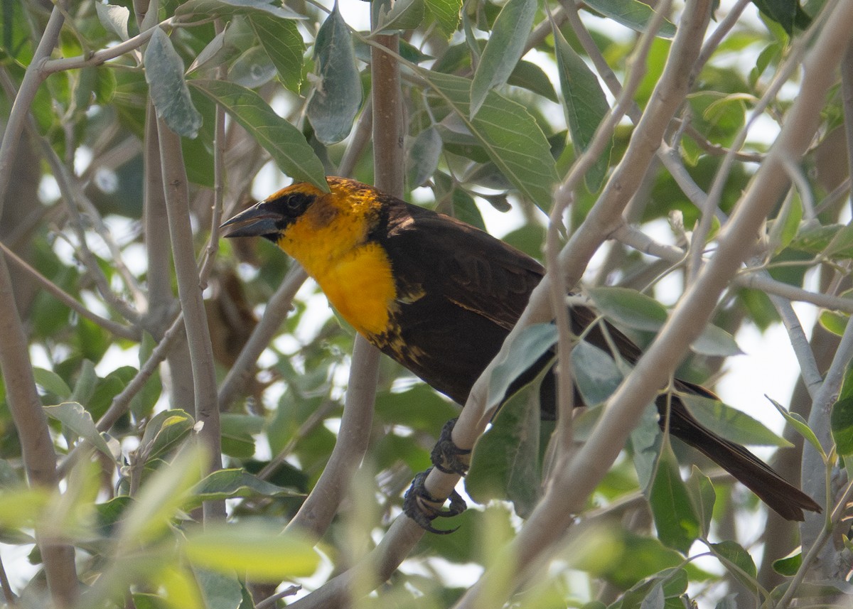 Yellow-headed Blackbird - ML618445264