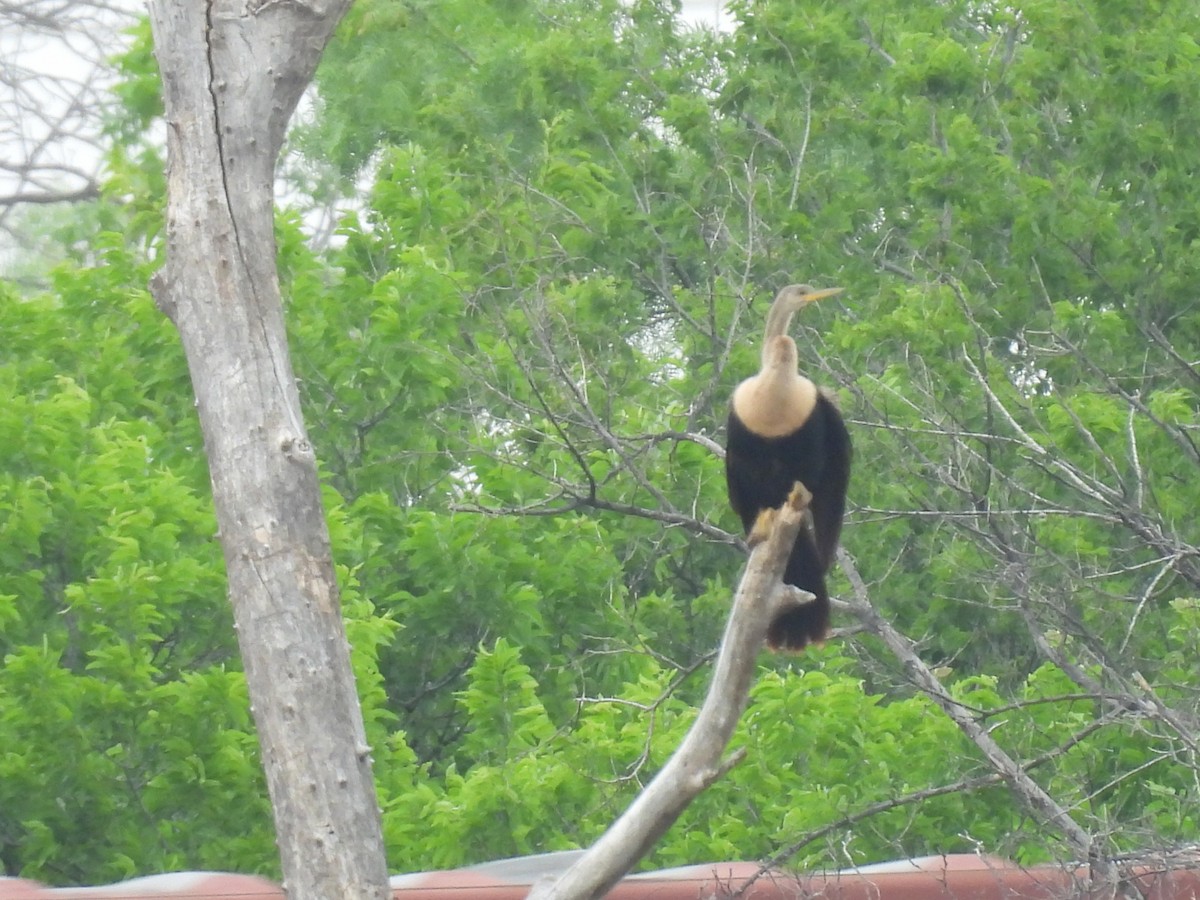 Anhinga - ML618445273