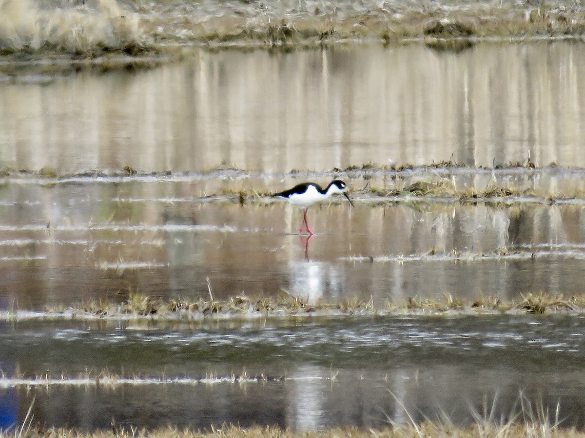 Black-necked Stilt - ML618445311