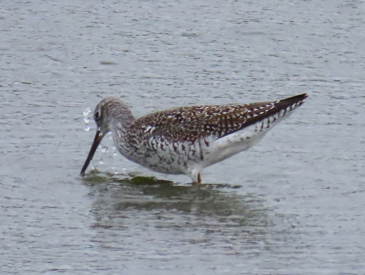 Greater Yellowlegs - ML618445319