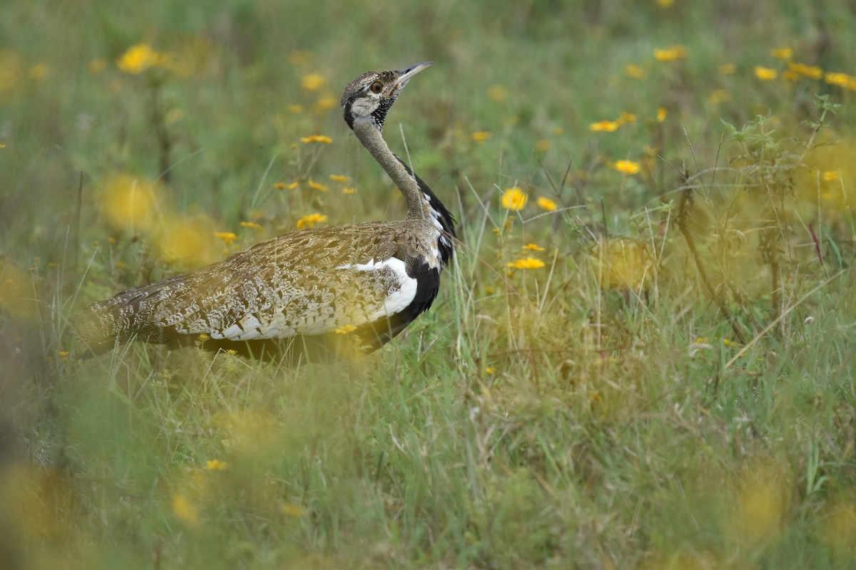 Black-bellied Bustard - ML618445320