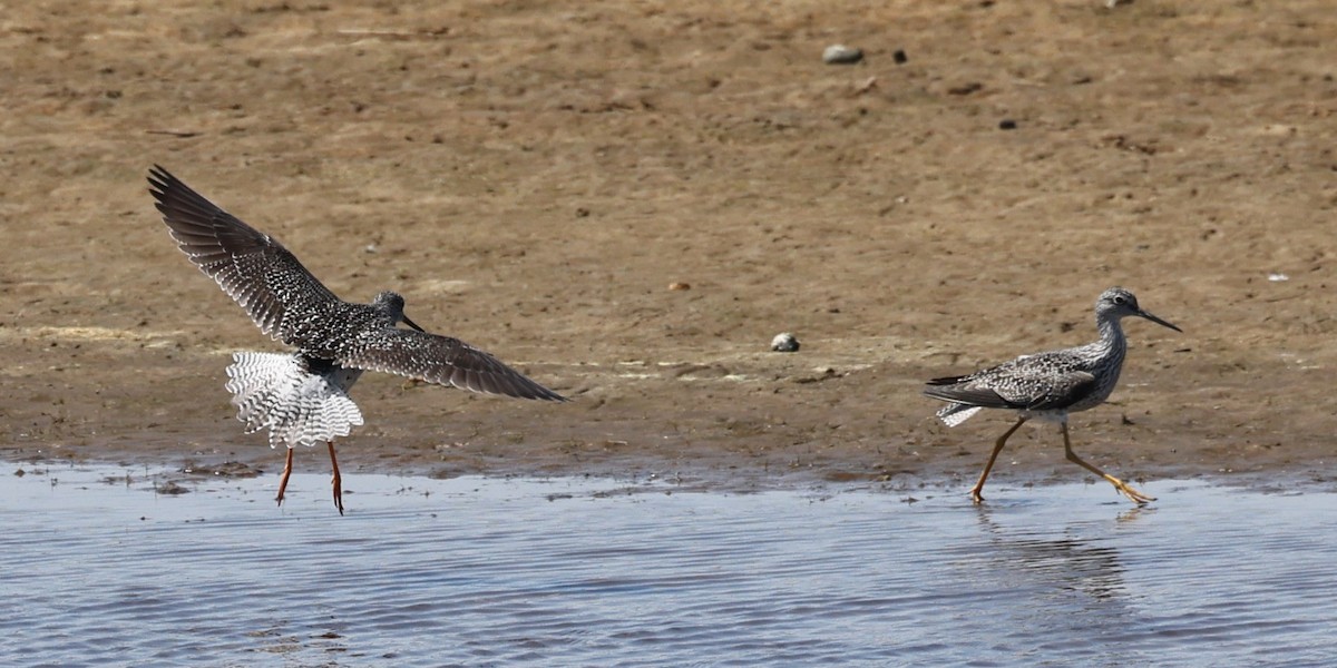 Greater Yellowlegs - ML618445342