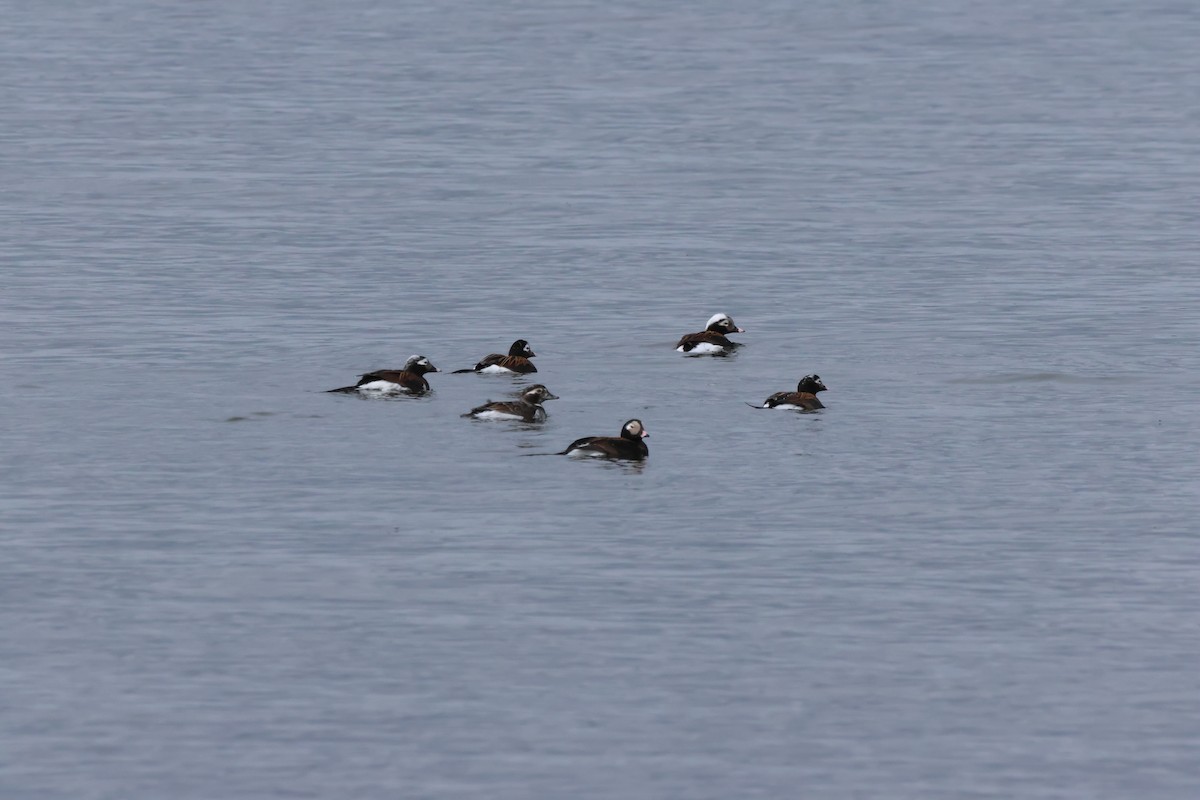 Long-tailed Duck - ML618445354