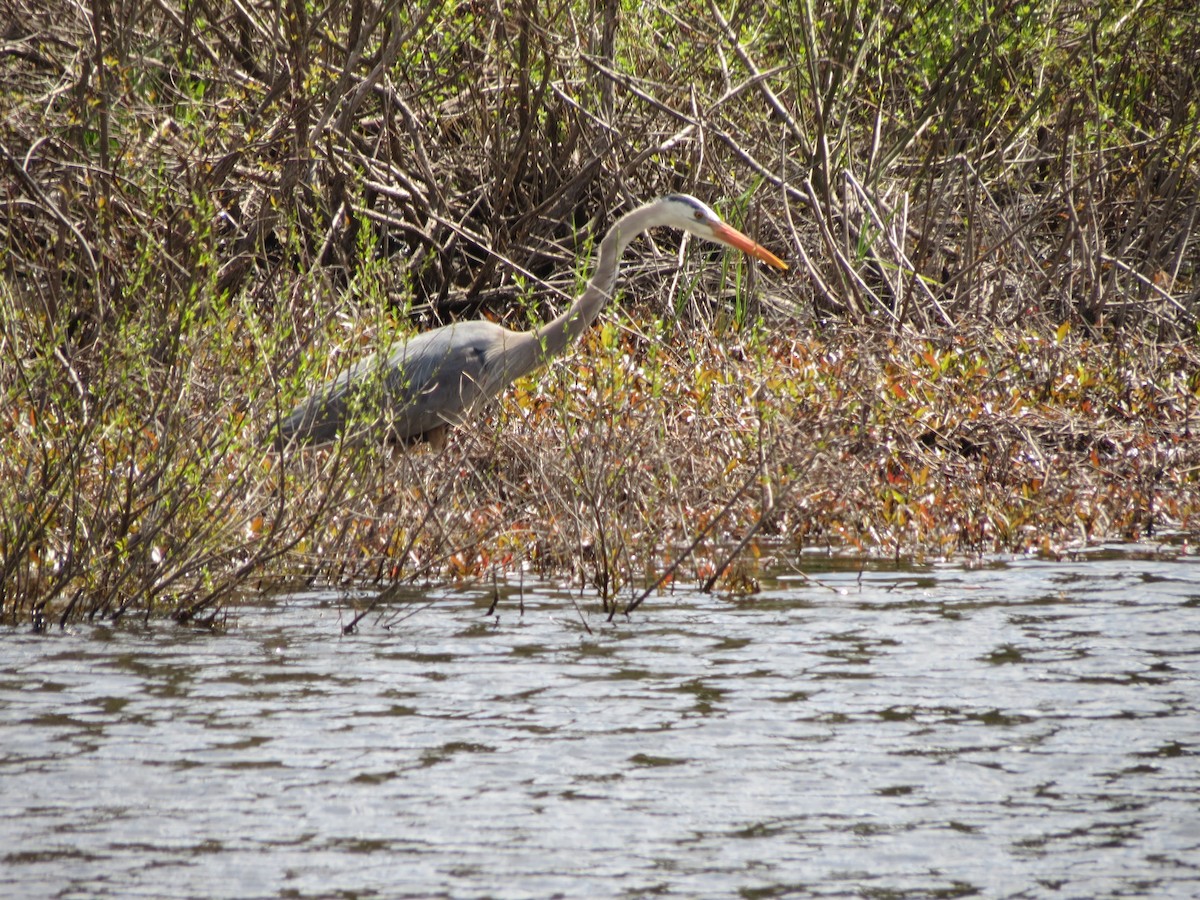 Great Blue Heron - ML618445377