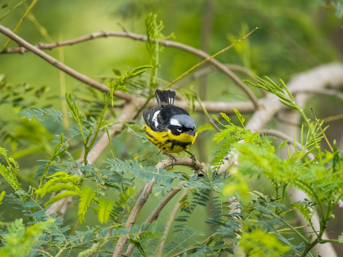 Magnolia Warbler - ML618445394