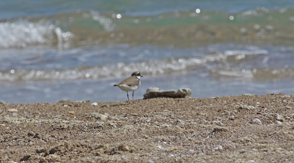 Little Ringed Plover - ML618445408