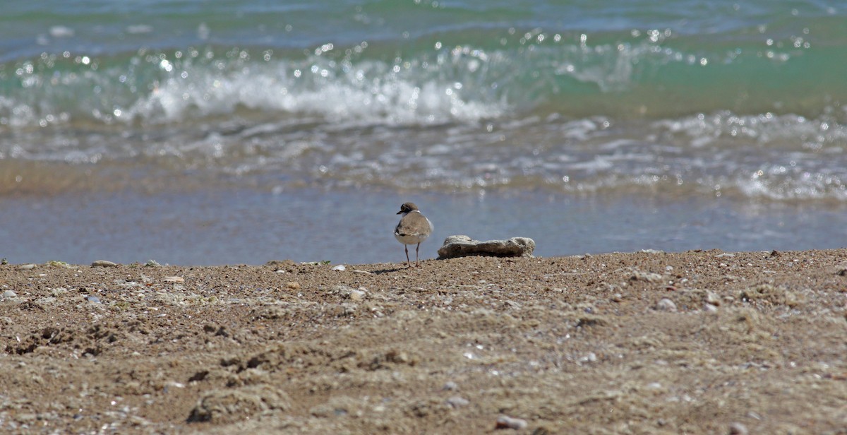 Little Ringed Plover - ML618445409