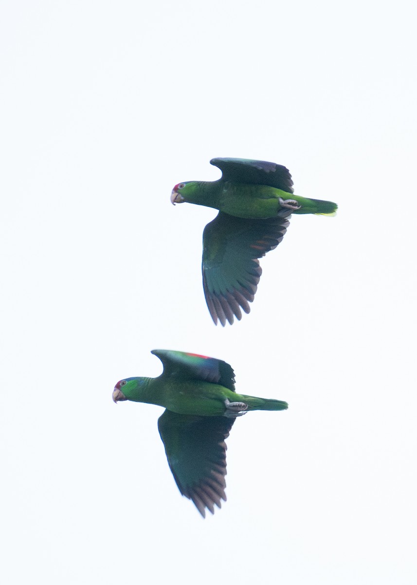 Amazona Tamaulipeca - ML618445434