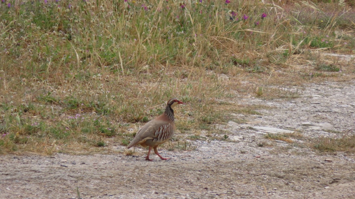 Red-legged Partridge - Luís Custódia