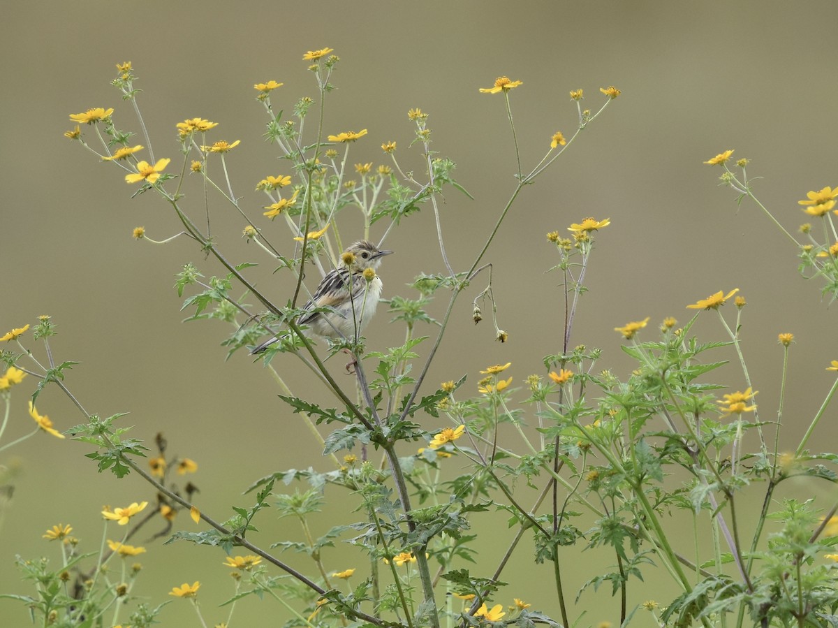 Pectoral-patch Cisticola - ML618445470