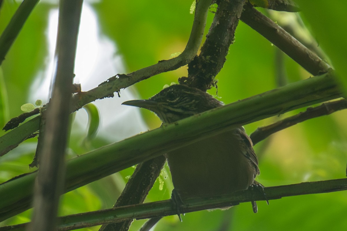 Stripe-throated Wren - Celesta von Chamier