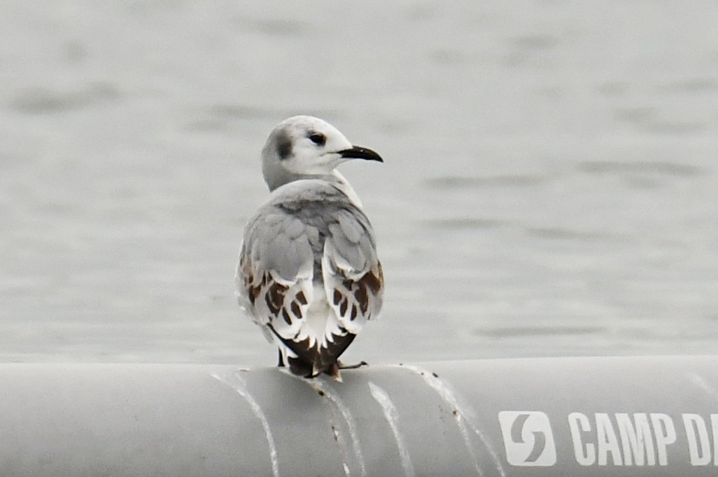 Mouette tridactyle - ML618445582